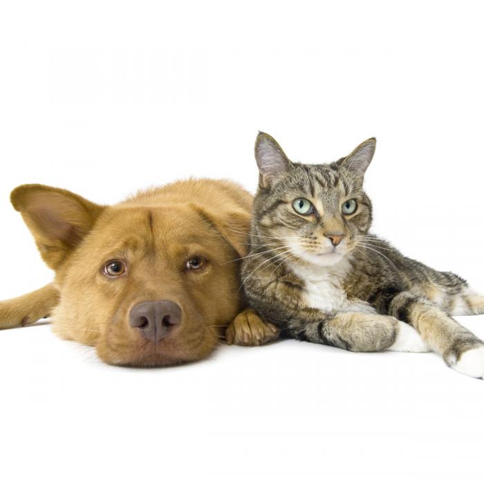Pets At Home Peel Centre Bracknell